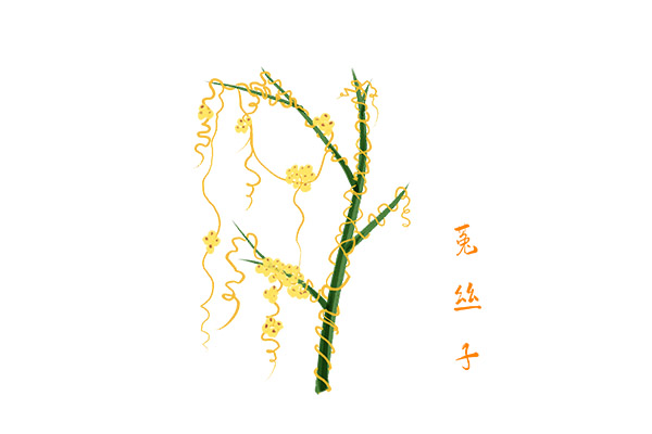 菟絲子1.jpg